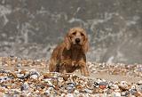 BASSET FAUVE DE BRETAGNE 027